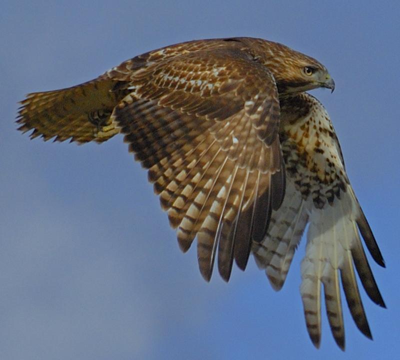 Red Tailed Hawk