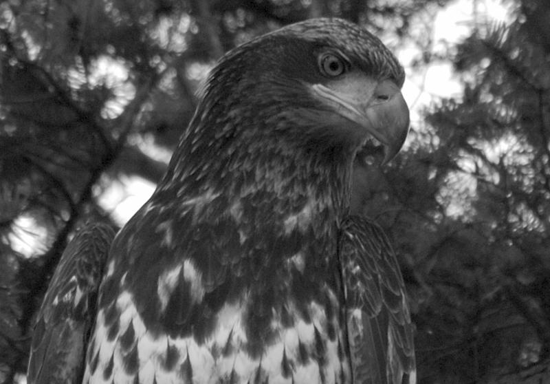 Immature Bald Eagle In Black And White