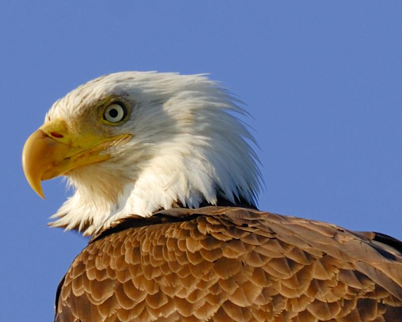 Bald Eagle