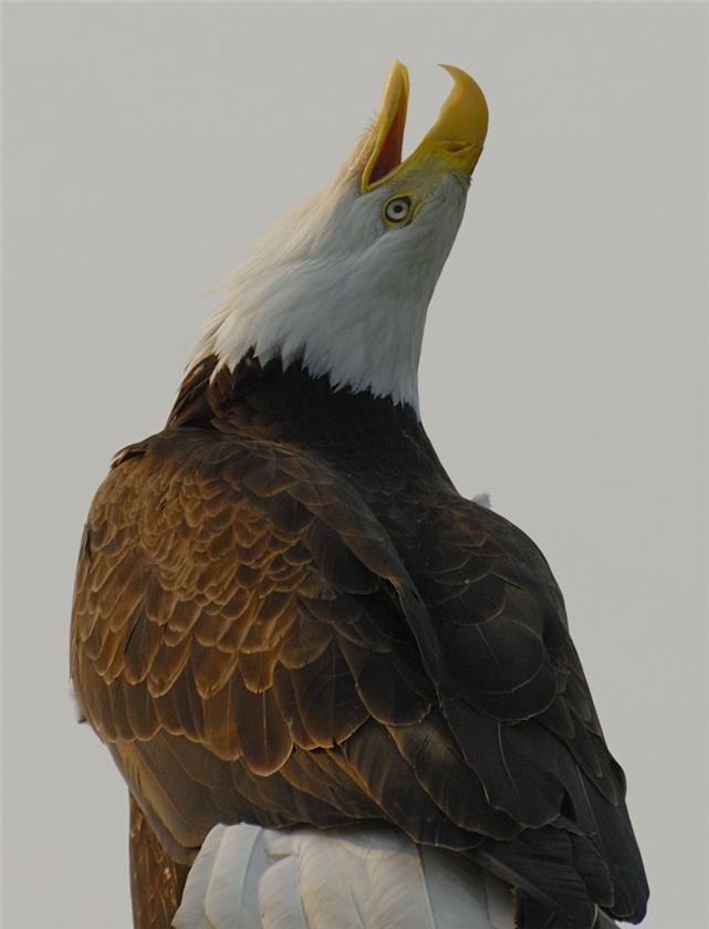 Screamin Eagle