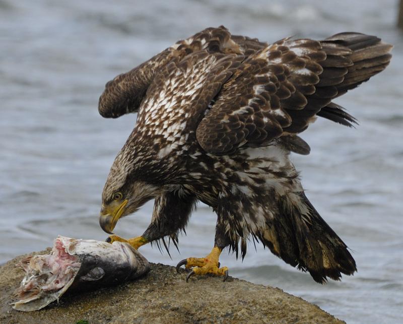 Imature Bald Eagle