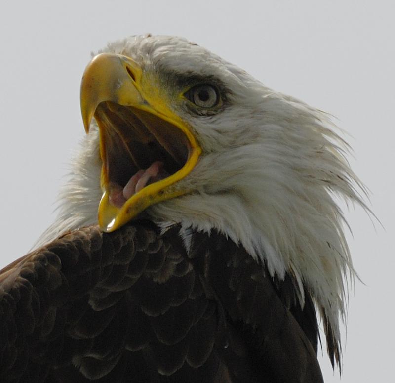 BALD EAGLE