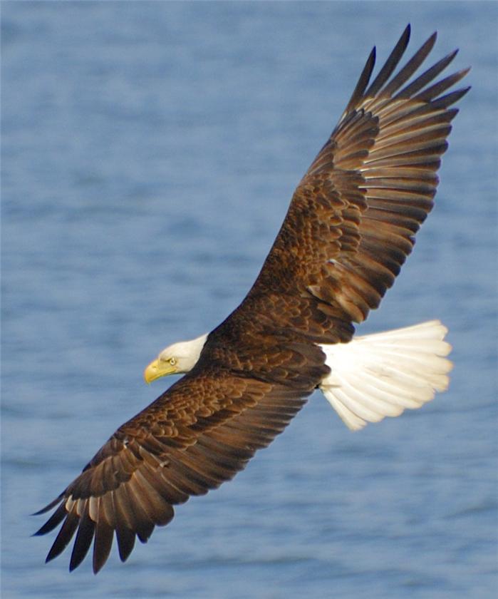 Bald Eagle In Flight