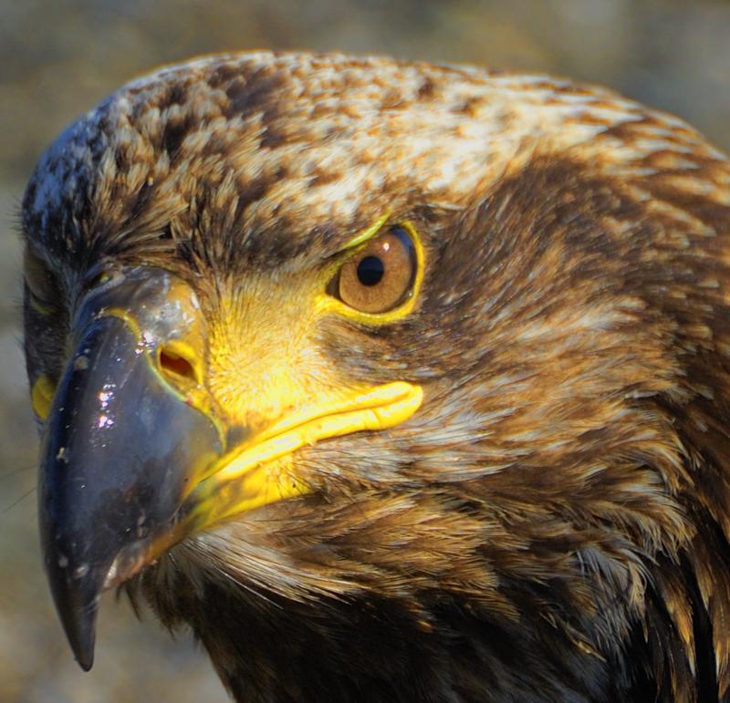 Immature Bald Eagle