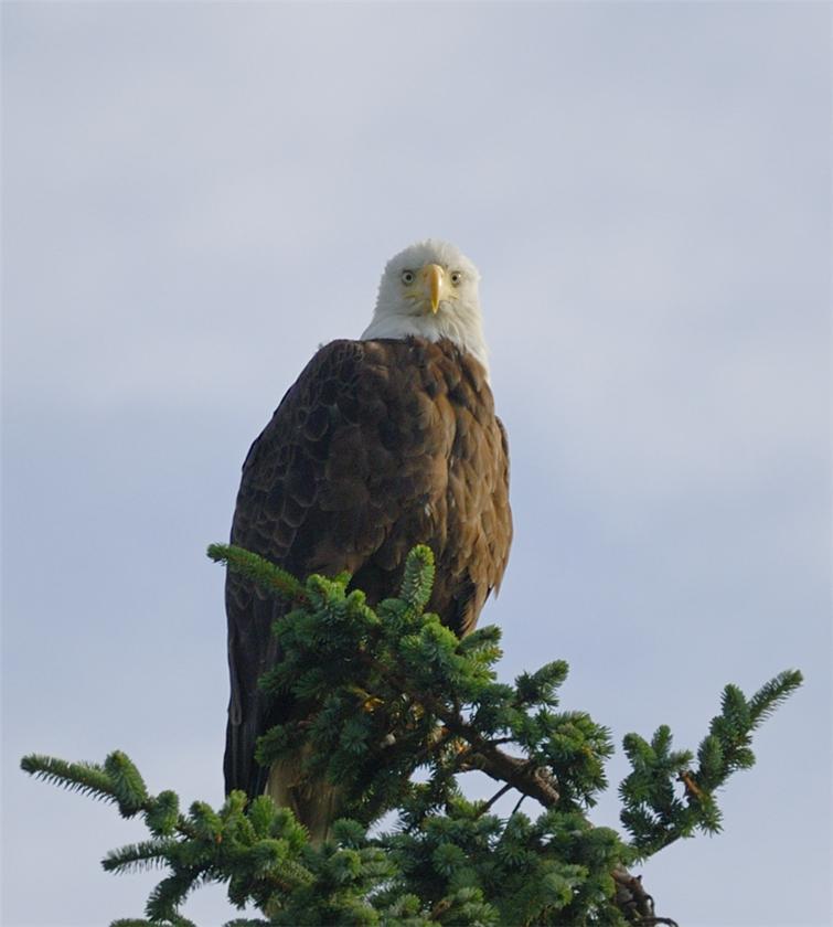 BALD EAGLE