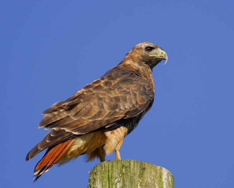 Red Tail Hawk