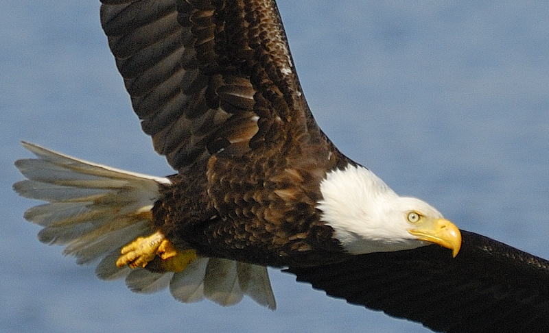 Bald Eagle In Flight