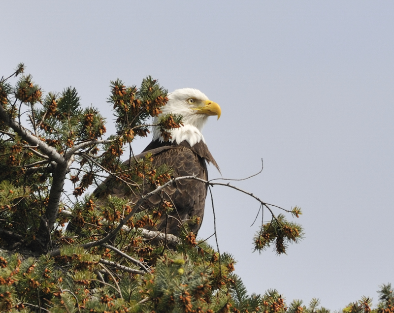 Bald Eagle