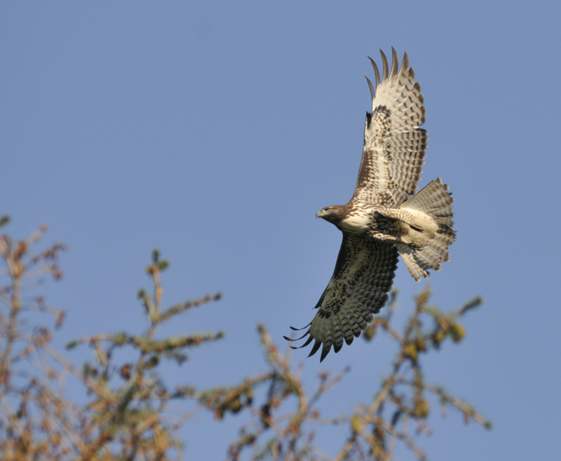 Red Tail Hawk In Flight