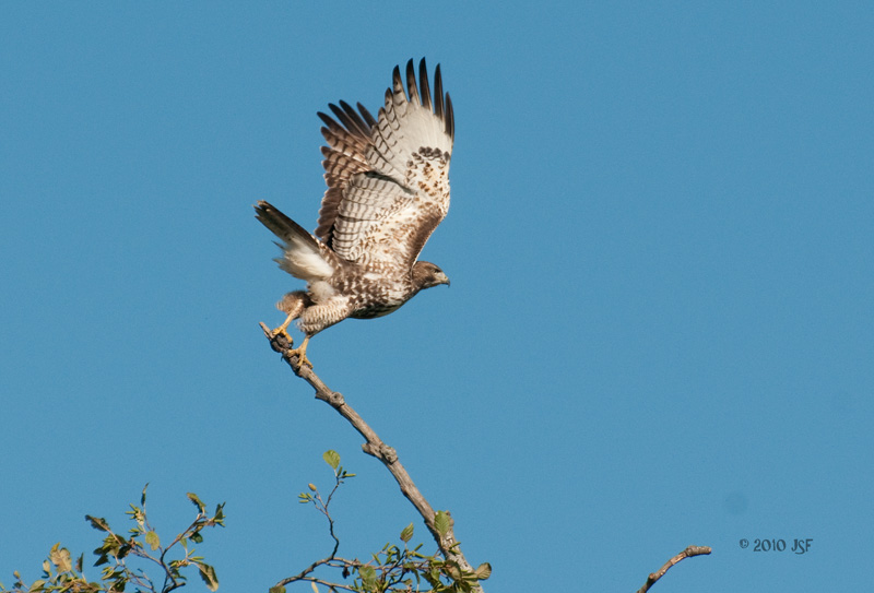 Red Tail Hawk