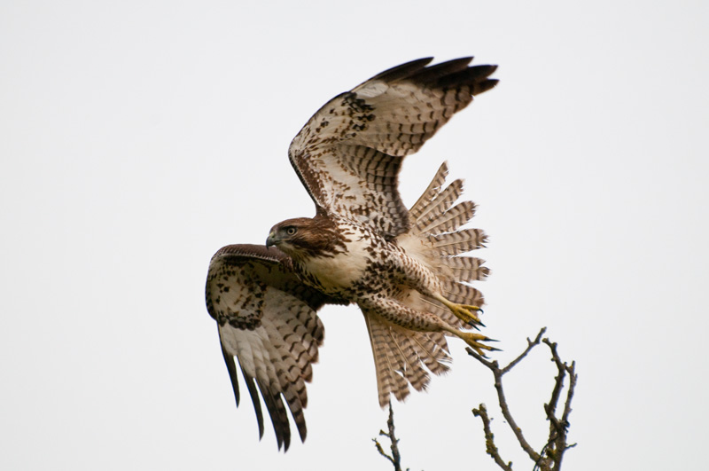 Red Tail Hawk In Flight