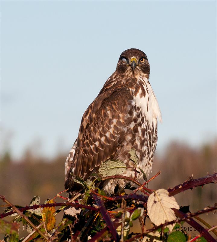 Red Tail Hawk