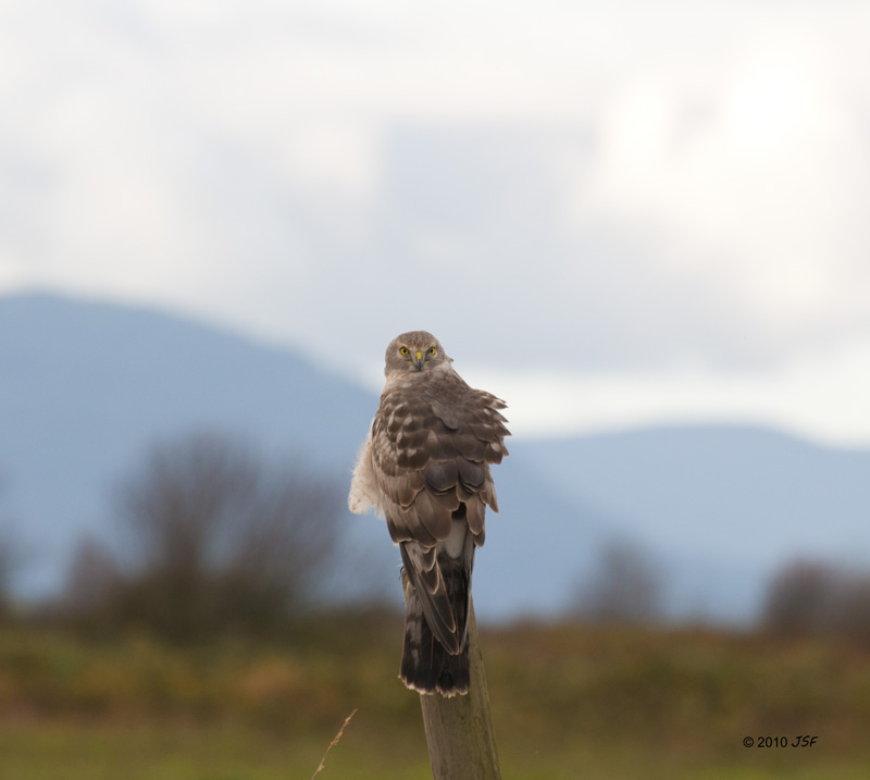 Male Northern Harrier