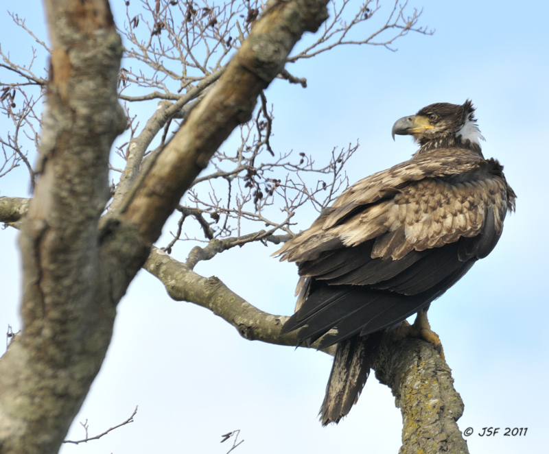 Juvi Bald Eagle