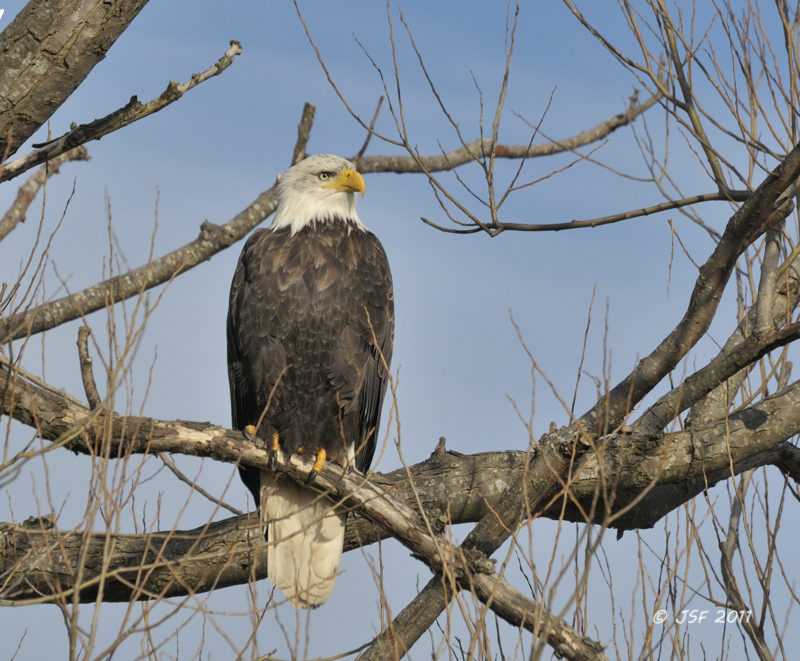 Bald Eagle