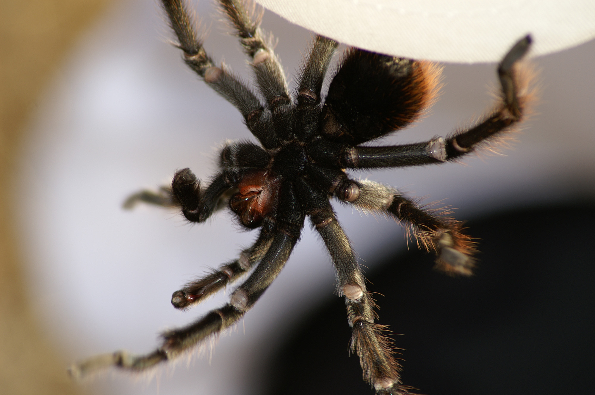 tarantula
