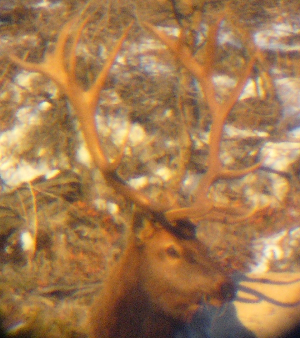 Bull Elk