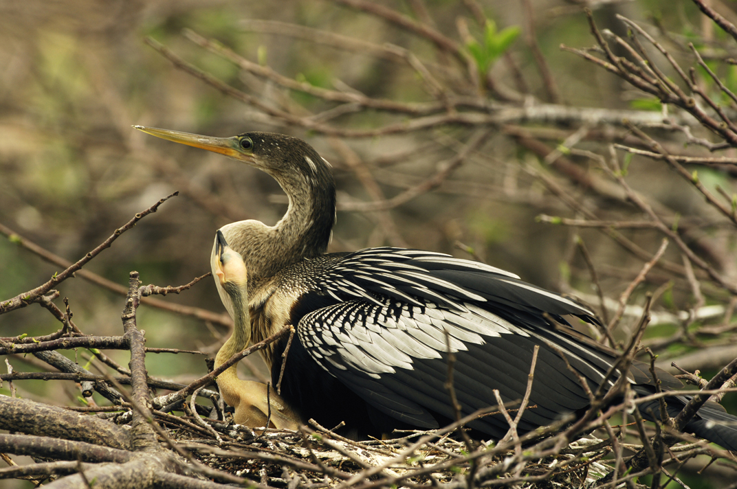 Anhinga w/ chick