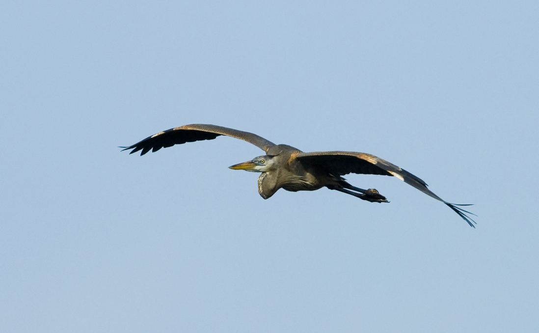 Great Blue in Flight
