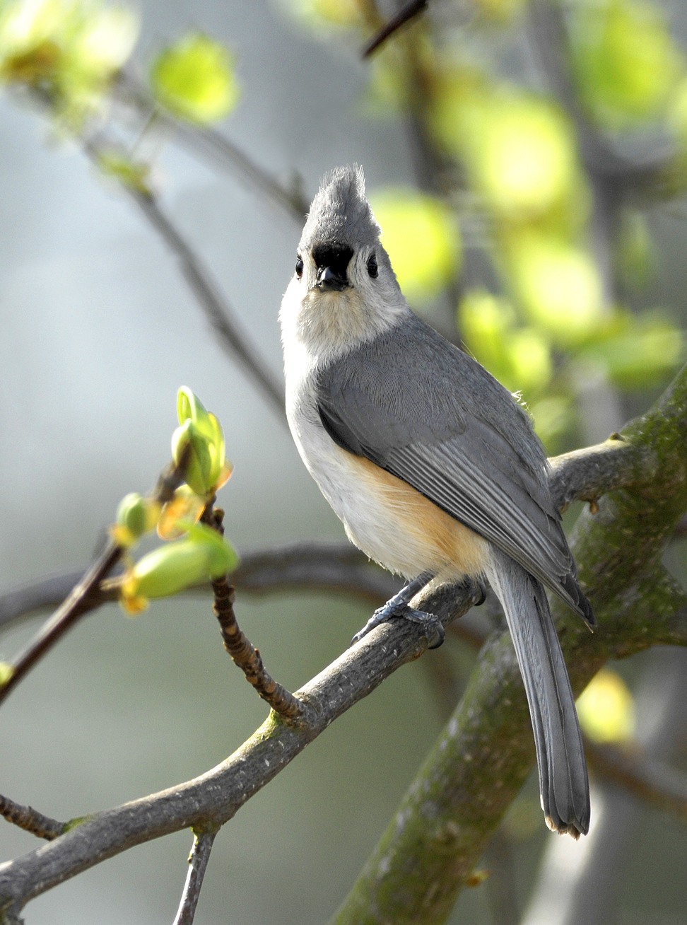 Titmouse