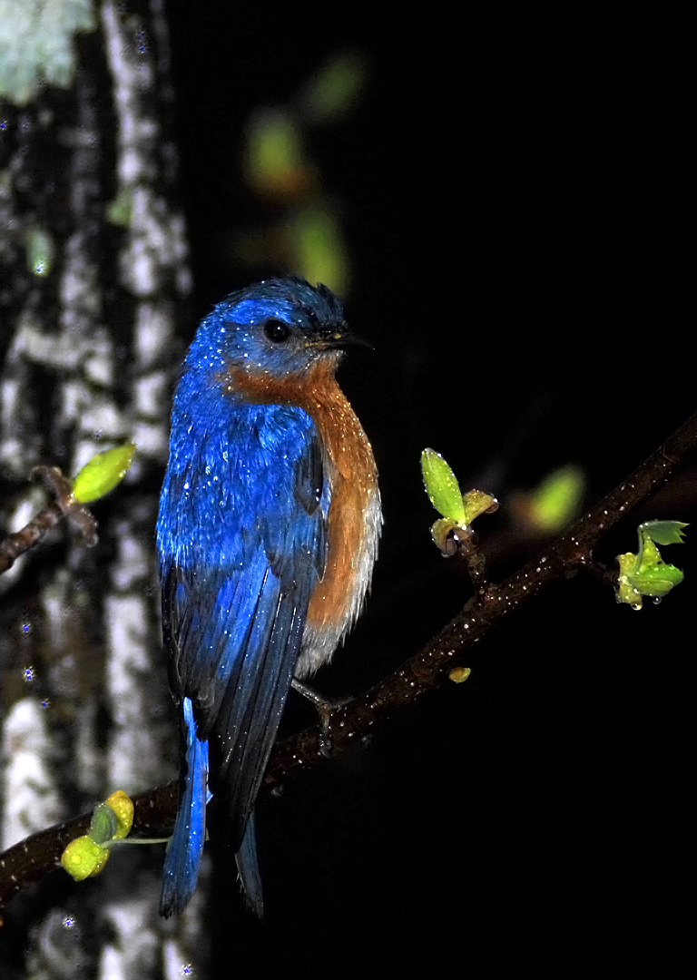 Bluebird in the Rain