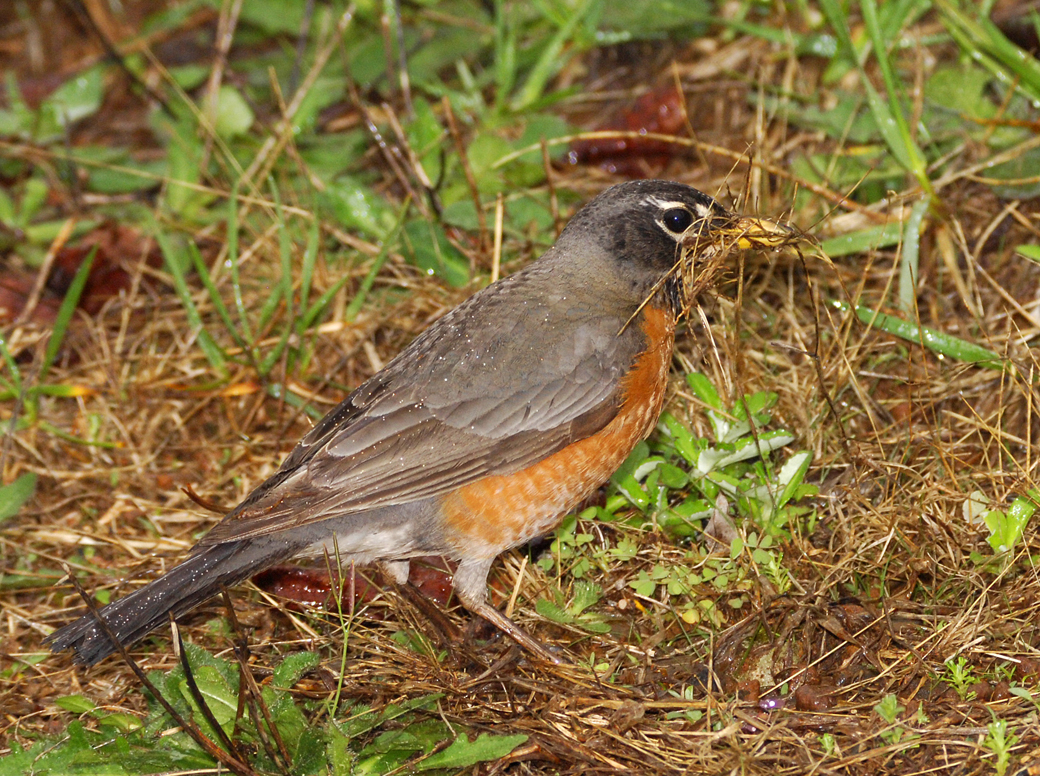 Robin
