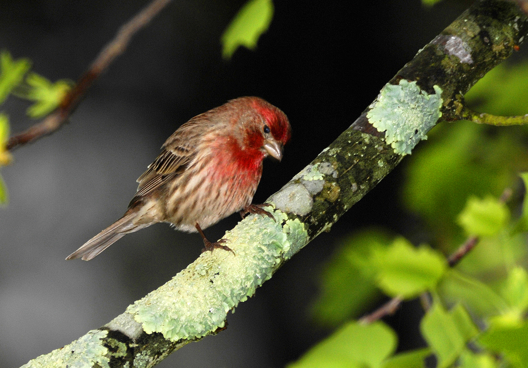 Finch
