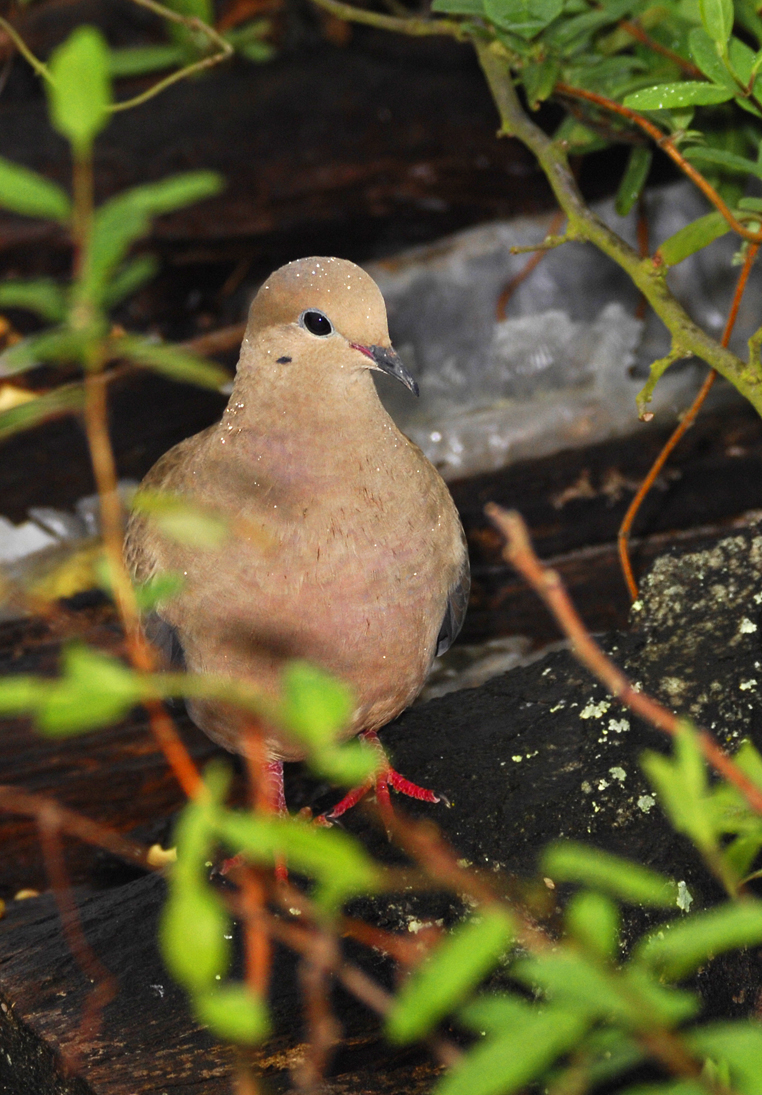 Wet Dove
