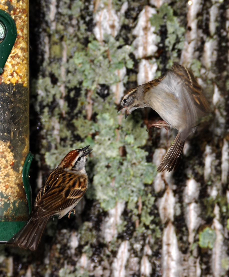 Sparrow Battle