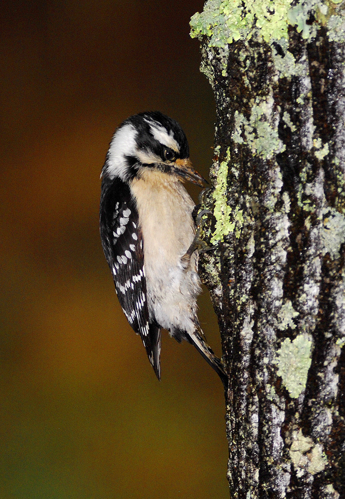 Downy Woodpecker