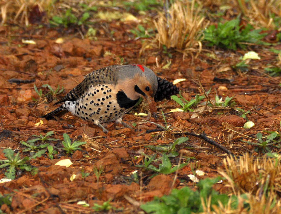 Northern Flicker