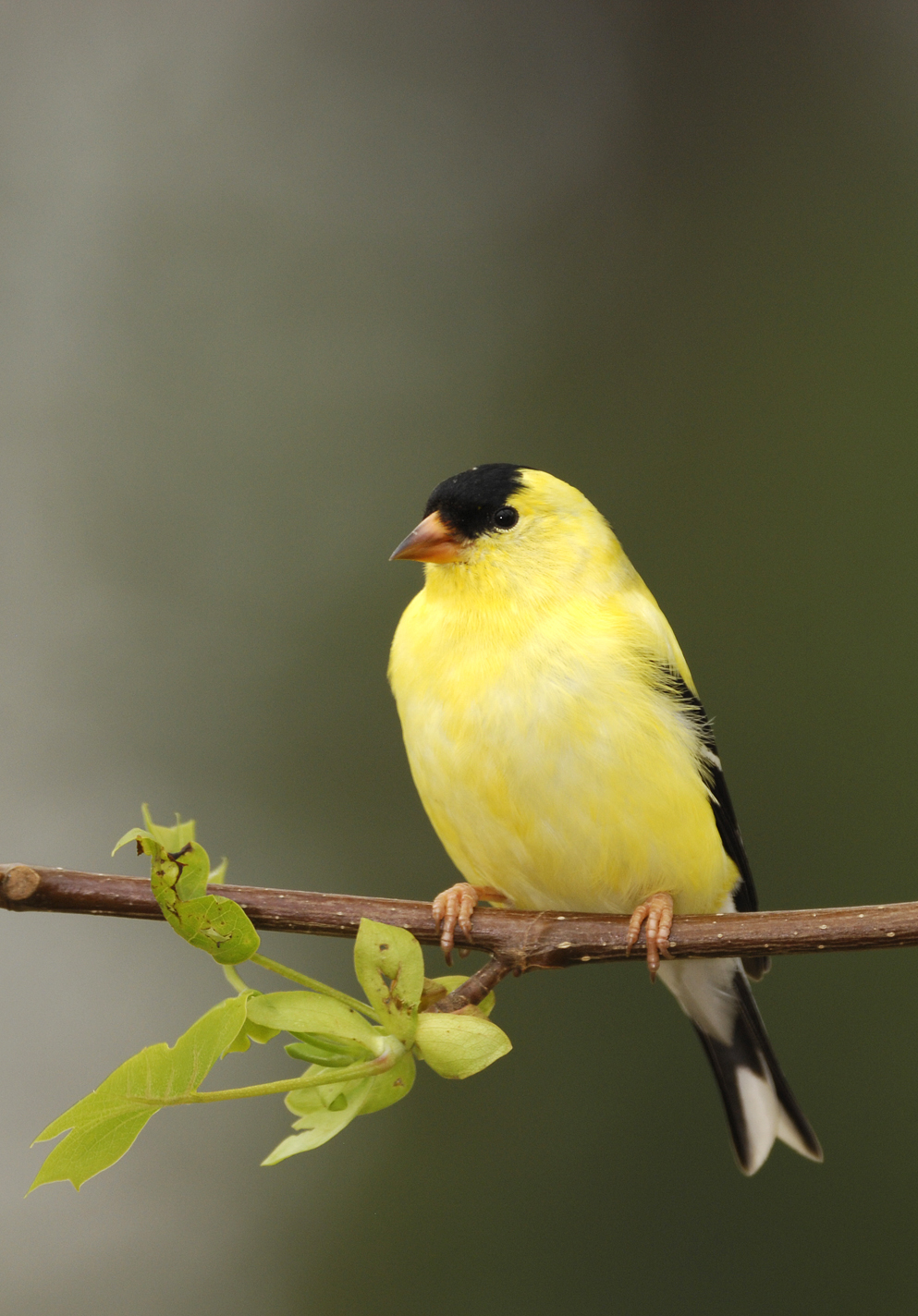 American Gold Finch