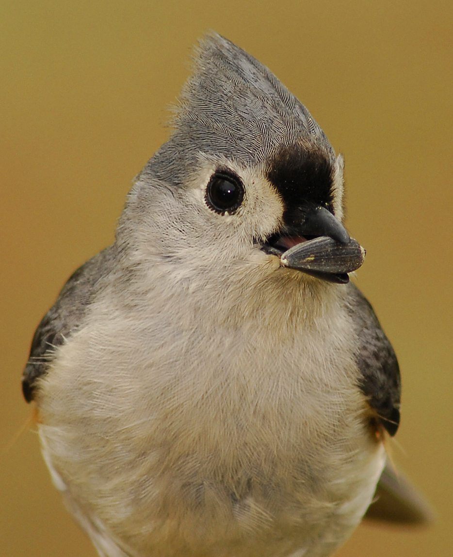 Tufted Titmouse