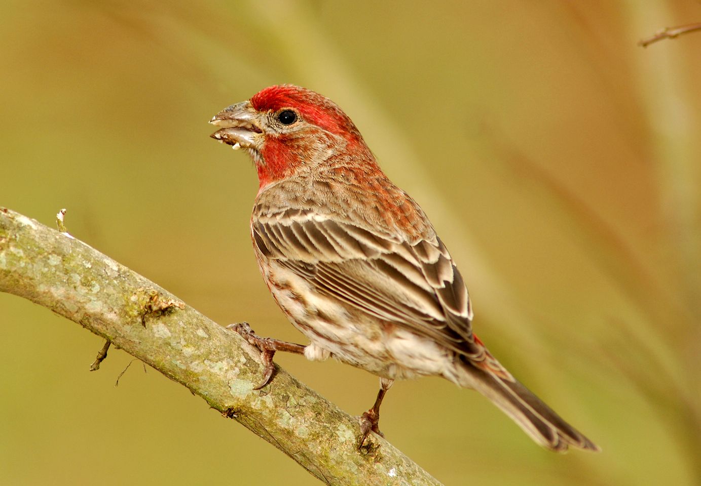 Sloppy Finch