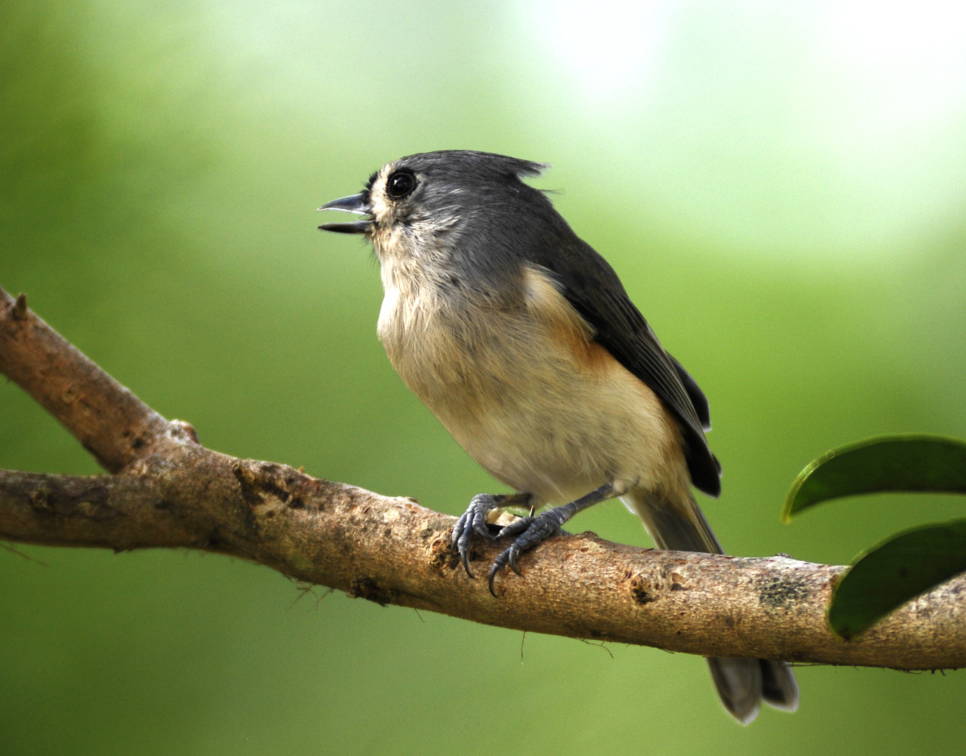 Titmouse