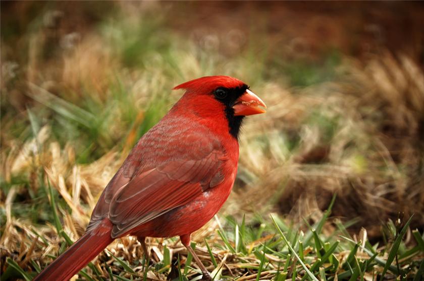 Cardinal