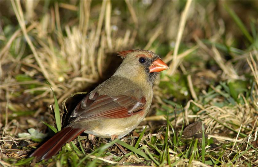Female cardinal