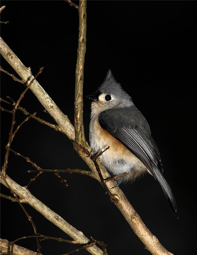 Tufted Titmouse