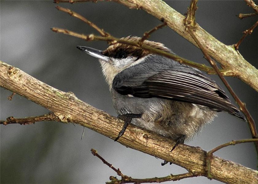 Nuthatch