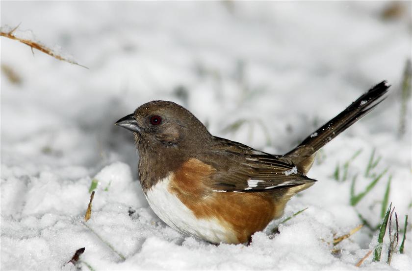 Towee in  GA Snow