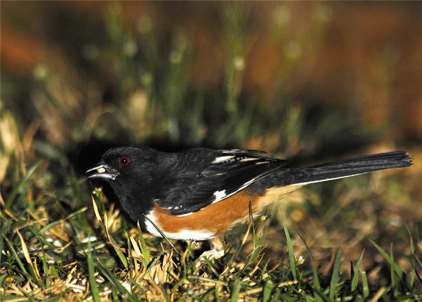 Towhee, male