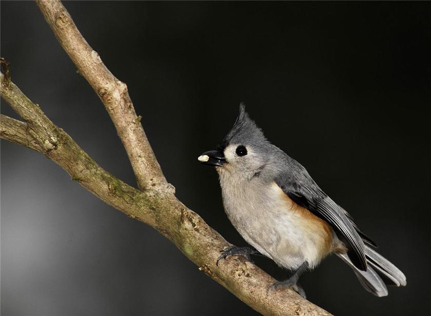 Titmouse