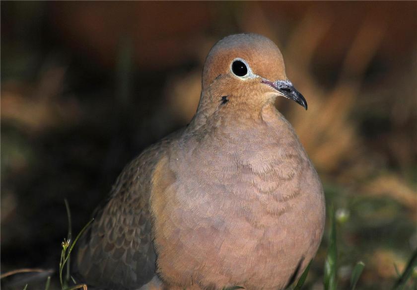 Dove