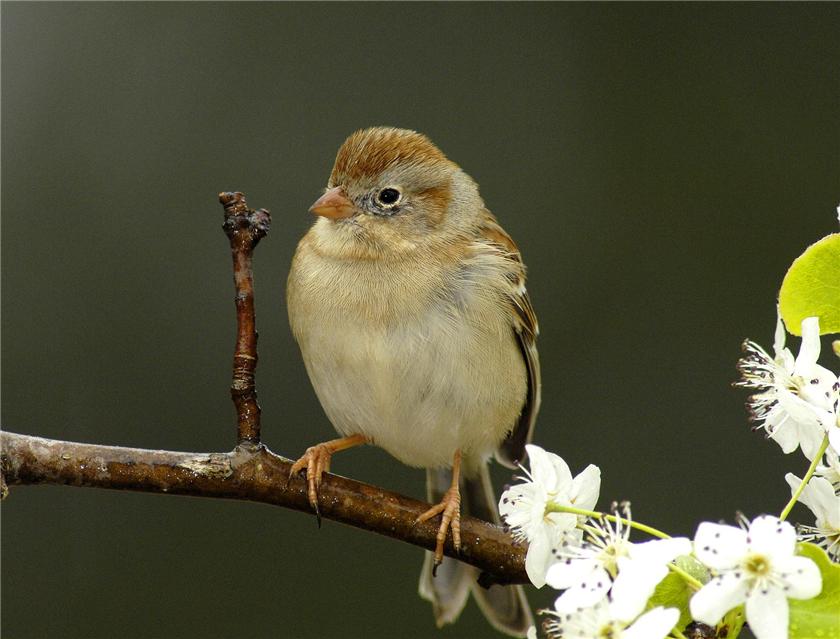 Sparrow