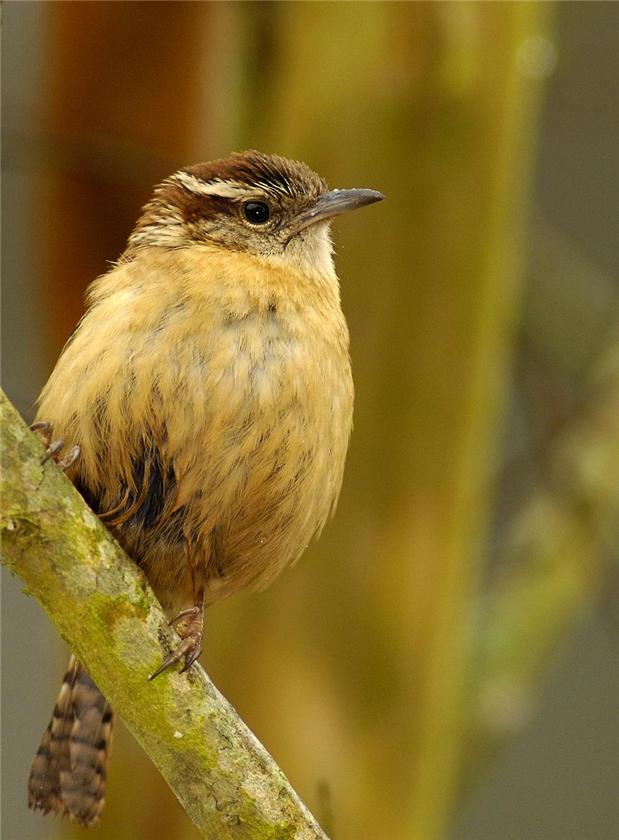 Wren