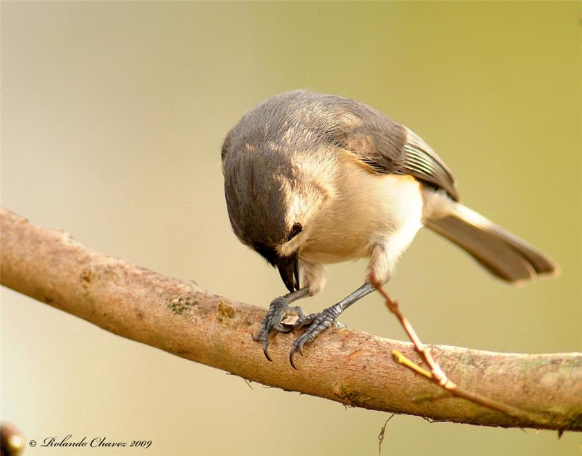 Titmouse