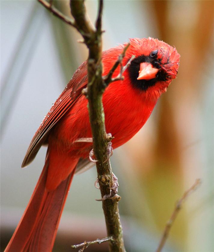 Cardinal in the Rain