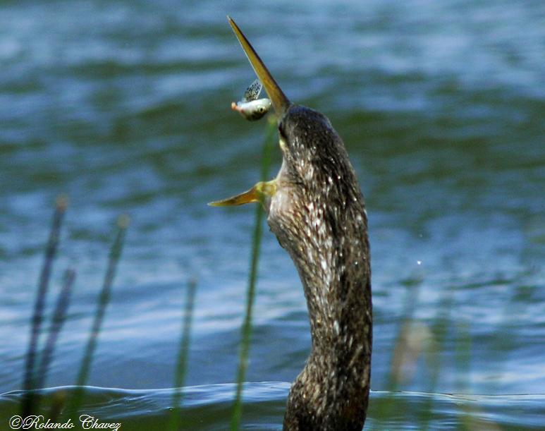 Anhinga Snack...