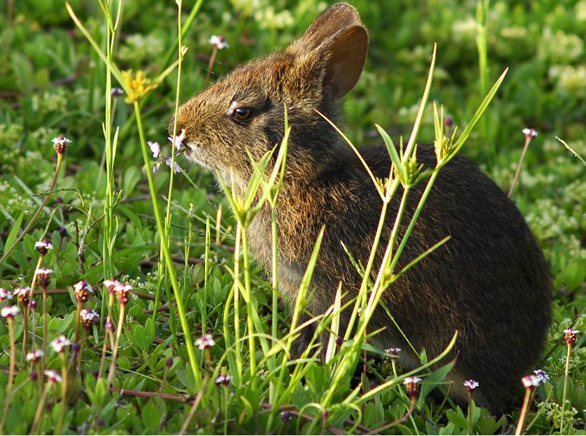 Marsh Bunny In Morning Light