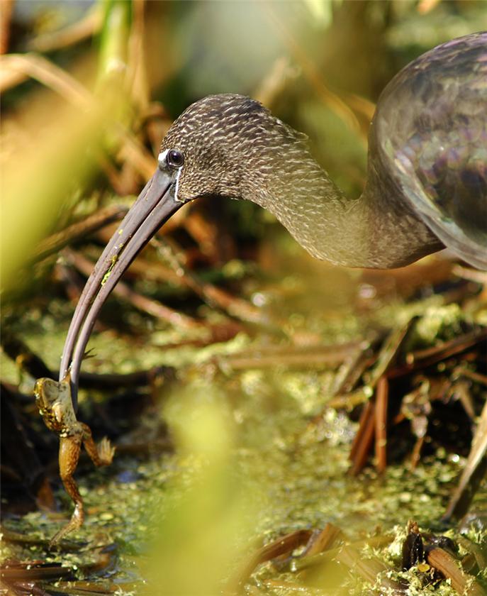 Glossy Ibis w/ Frog